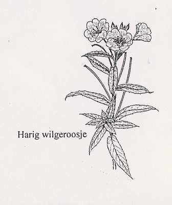 Harig wilgenroosje